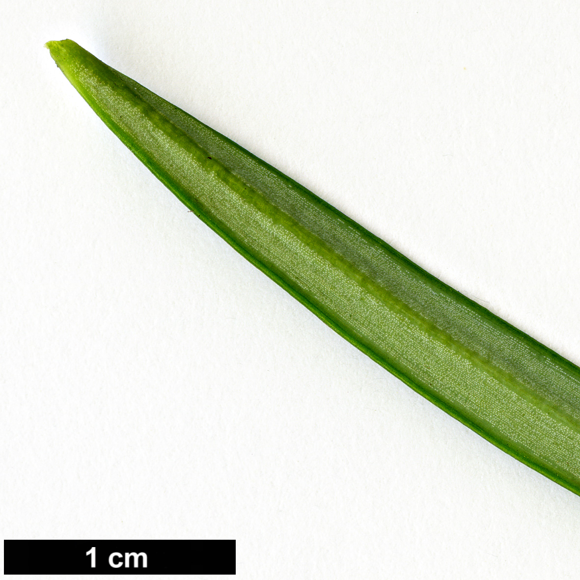 High resolution image: Family: Cephalotaxaceae - Genus: Cephalotaxus - Taxon: fortunei - SpeciesSub: 'Lions Plume'